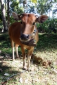 Cow, Bali Tirtagangga Indonesia